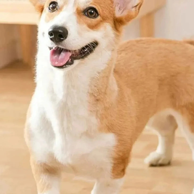 Dog Training Buzzer